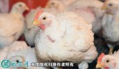 2021年6月19日毛鸡价格行情、今...