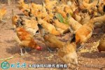 2021年6月20日南丹瑶鸡价格行情...