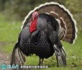 2021年6月20日青铜火鸡价格行情...