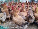 2021年6月20日良凤花鸡价格行情...
