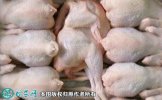 2021年6月20日白条鸡价格行情、...