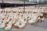 2021年6月21日肉鸭价格行情、今...