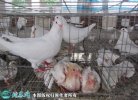 2021年6月24日肉鸽价格行情、今...