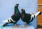 2021年6月24日观赏鸽价格行情、...