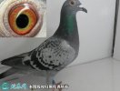 2021年6月24日赛鸽价格行情、今...