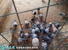 2021年6月24日淘汰鸽价格行情、...