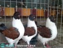 2021年6月24日摩登娜鸽价格行情...