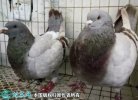 2021年6月24日银羽王鸽价格行情...