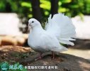 2021年6月24日孔雀鸽价格行情、...