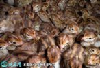 2021年6月24日黄羽鹌鹑价格行情...