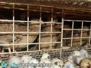 2021年6月24日淘汰鹌鹑价格行情...