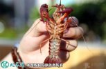 2021年6月25日清水小龙虾价格行...
