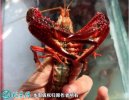 2021年6月25日红壳小龙虾价格行...
