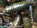 2021年6月25日青壳小龙虾价格行...