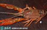 2021年6月25日克氏原螯虾价格行...