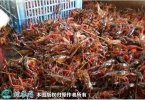 2021年6月25日监利小龙虾价格行...