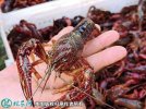 2021年6月25日洞庭湖小龙虾价格...