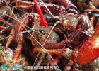 2021年6月25日兴化小龙虾价格行...