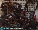 2021年6月25日荆州小龙虾价格行...
