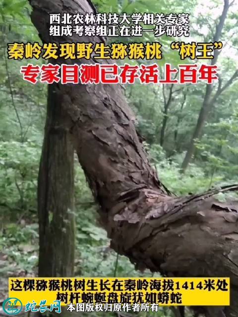 秦岭发现百岁野生猕猴桃树王!目前在秦岭发现是最粗、最大一棵!