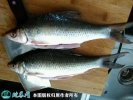 2021年6月26日鲮鱼价格行情、今...
