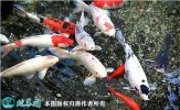 2021年6月26日锦鲤价格行情、今...