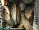 2021年6月26日池鲤鱼价格行情、...