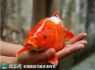 2021年6月26日红鲤价格行情、今...