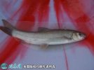 2021年6月26日雅鱼价格行情、今...