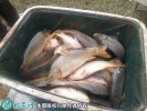 2021年6月26日河鲤鱼价格行情、...