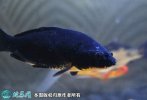 2021年6月26日乌鲤价格行情、今...
