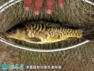 2021年6月26日镜鲤价格行情、今...
