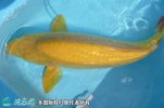 2021年6月26日黄鲤鱼价格行情、...