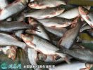2021年6月26日白鲢价格行情、今...