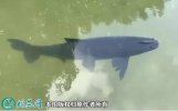 2021年6月26日乌青鱼价格行情、...
