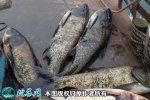 2021年6月26日花鲢价格行情、今...