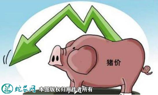 猪肉价格连续22周回落!养殖者盈亏情况怎样?