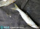 2021年6月27日白条鱼价格行情、...