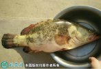 2021年6月27日鳜鱼价格行情、今...