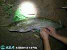 2021年6月27日大口鲶鱼价格行情...