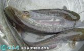 2021年6月27日胡子鲶鱼价格行情...