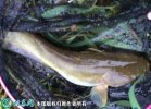2021年6月27日土鲶鱼价格行情、...
