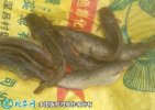 2021年6月27日塘虱鱼价格行情、...