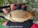 2021年6月27日黄金鲫价格行情、...