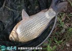 2021年6月27日白鲫价格行情、今...