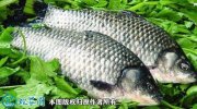 2021年6月27日方正银鲫价格行情...