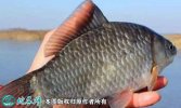 2021年6月27日高背鲫价格行情、...