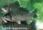 2021年6月27日彭泽鲫鱼价格行情...