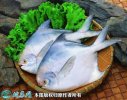 2021年6月28日白鲳价格行情、今...