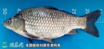 2021年6月28日异育银鲫价格行情...